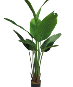 Paratiisin kukka (160 cm)