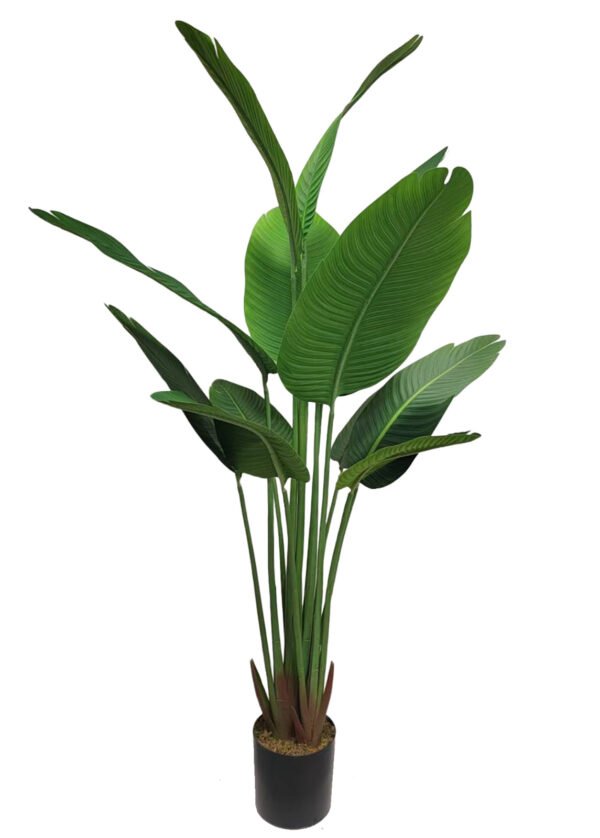 Paratiisin kukka (160 cm)