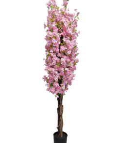 Kirsikkapuu vaaleanpunainen (210 cm)