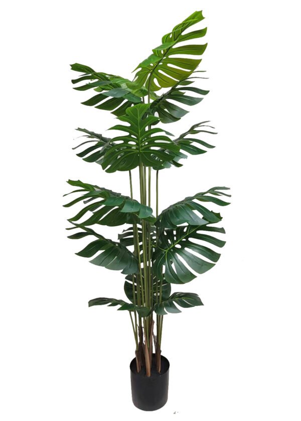 Monstera (170 cm)