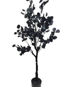 Musta eukalyptus (120 cm)