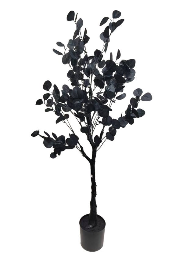 Musta eukalyptus (120 cm)