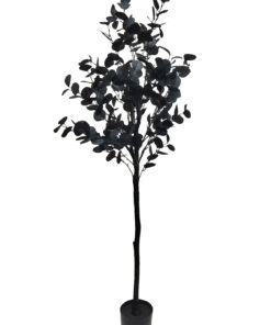 Musta eukalyptus (150 cm)