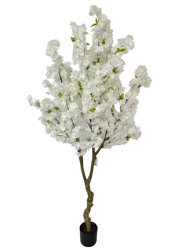 Kirsikkapuu valkoinen (200 cm)