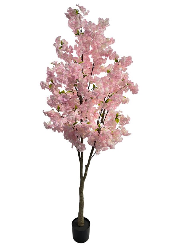 Kirsikkapuu vaaleanpunainen (180 cm)