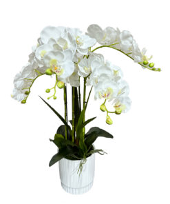 Orkidea valkoinen (65 cm)